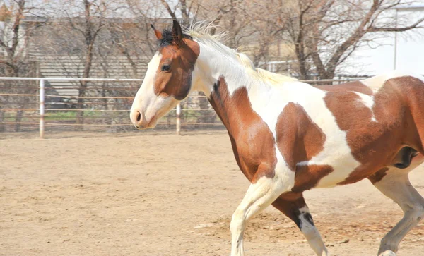 Häst på ranch. — Stockfoto