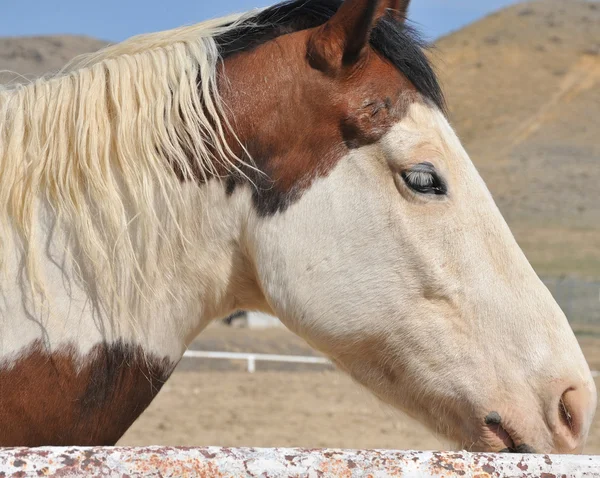 Häst på ranch. — Stockfoto