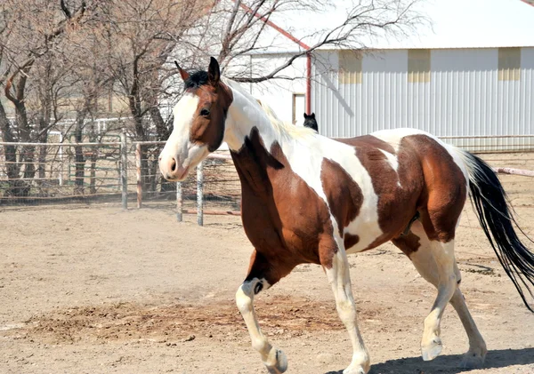 Häst på ranch. — Stockfoto