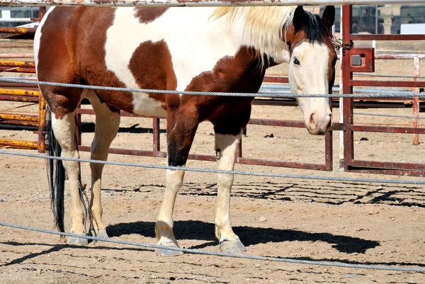 Paard op ranch. — Stockfoto