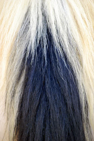 Horse hair. — Stock Photo, Image