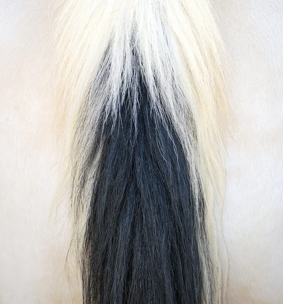 Cabello de caballo . —  Fotos de Stock