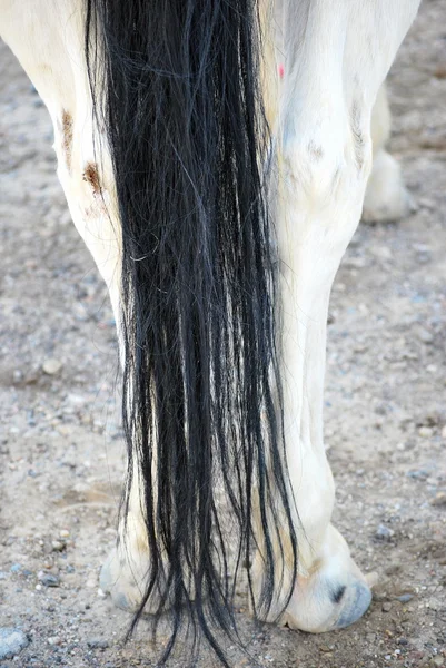 Лошадиные волосы . — стоковое фото