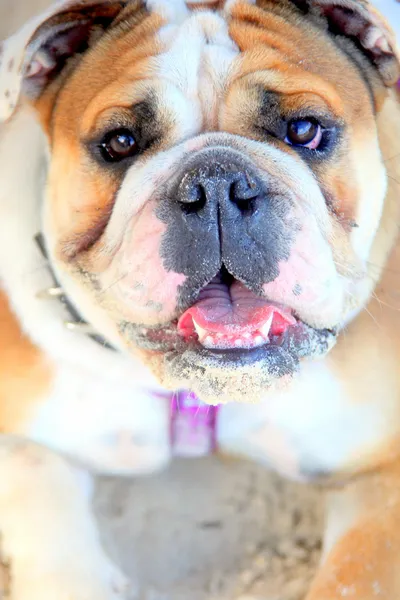 Bulldog.. — Foto de Stock