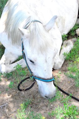 çimenlerin üzerinde at.