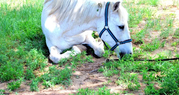 Koně na trávě. — Stock fotografie