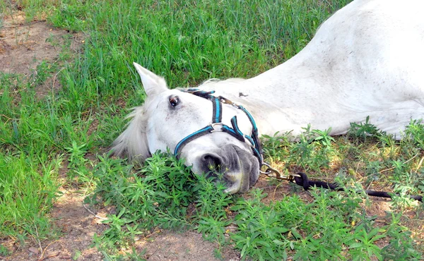 Koně na trávě. — Stock fotografie