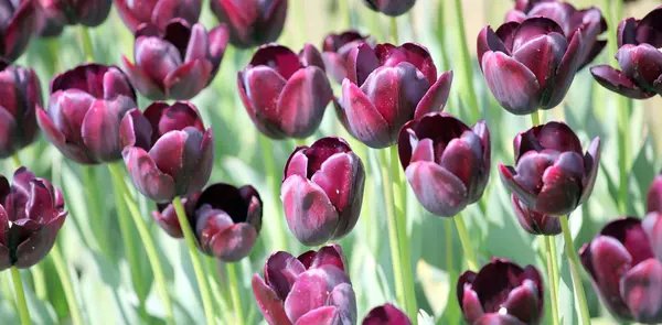 Tulipani colorati . — Foto Stock