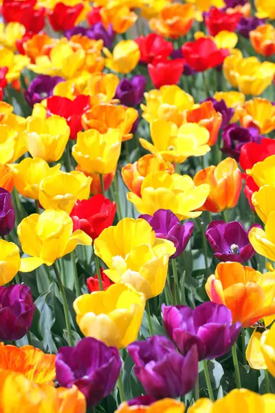 Bunte Tulpen. — Stockfoto