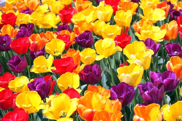 Tulipanes coloridos . — Foto de Stock