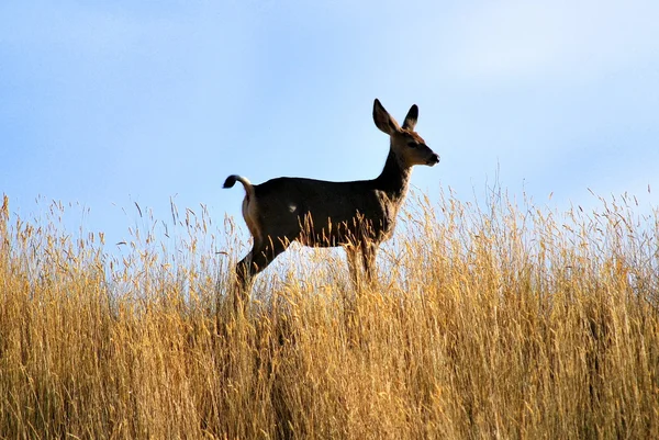 Geyik. — Stok fotoğraf