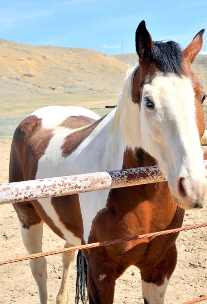 Horse. — Stock Photo, Image