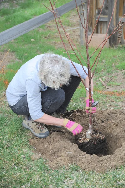 Female gardener. — Stock Photo, Image