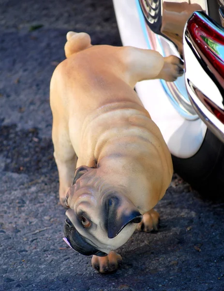 Urinar pug . — Fotografia de Stock