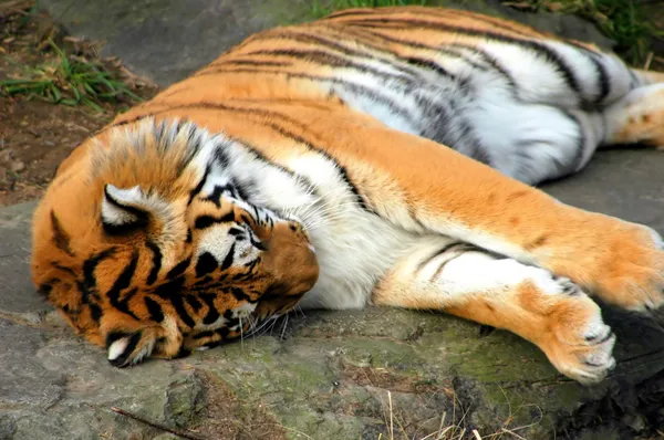 Bengaalse tijger. — Stockfoto