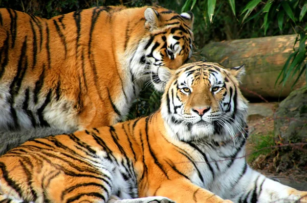 ベンガルの虎. — ストック写真