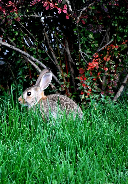 Wild rabbit. — Stock Photo, Image