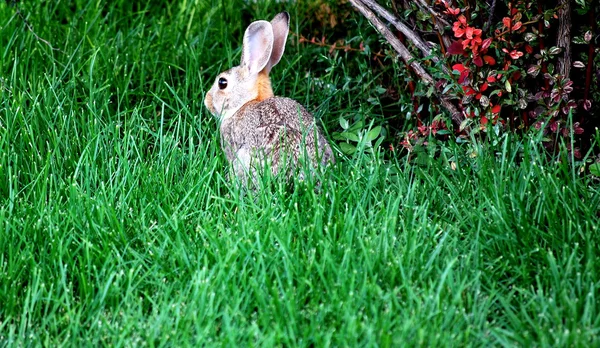 Wildkaninchen. — Stockfoto