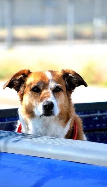 Dog in truck. — Stock Photo, Image