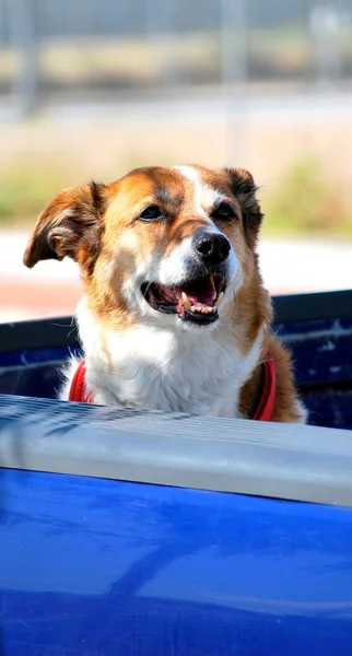 Dog in truck. — Stock Photo, Image