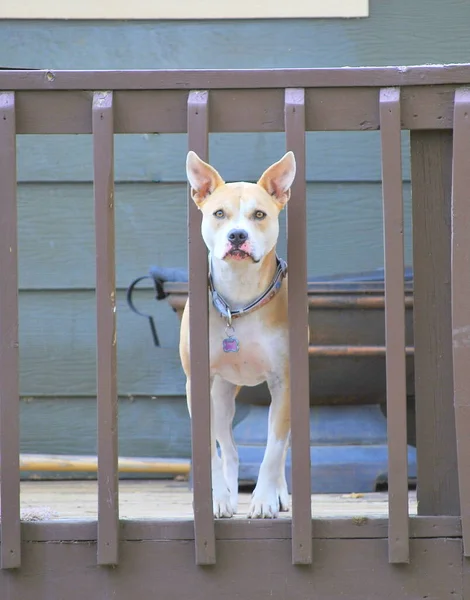 外のパティオデッキの犬の肖像画 — ストック写真
