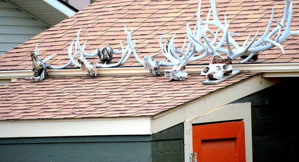 室外屋顶上的鹿头骨 — 图库照片