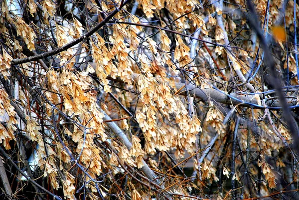 Fall Vinterträd Naturen Visas Utomhus — Stockfoto