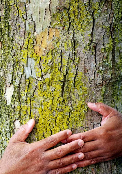 Afrikanska Amerikanska Manliga Händer Ett Träd Utomhus — Stockfoto