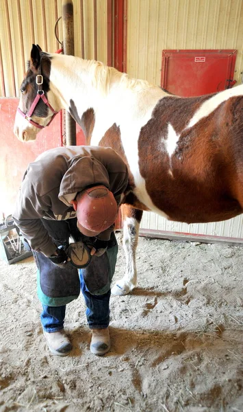 Farrier Doing Horseshoes Stable Indoors — Stockfoto