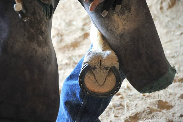 Farrier Doing Horseshoes Stable Indoors — 图库照片