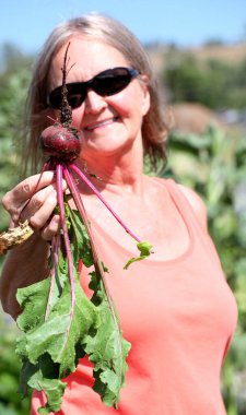 Olgun bir dişi bahçesinden çiğ organik pancar topluyor..