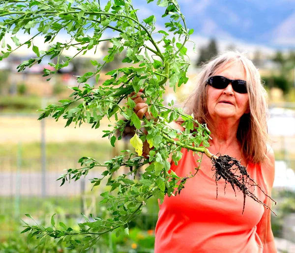 Volwassen Vrouw Plukken Rauwe Biologische Bieten Uit Haar Tuin Buiten — Stockfoto