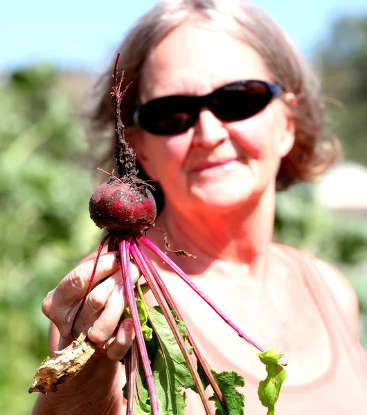 Зрелая Женщина Собирает Сырую Органическую Свеклу Своего Сада Снаружи — стоковое фото