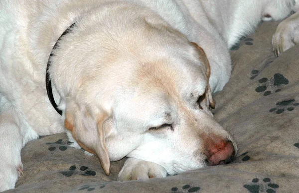 Dog Sleeping His Pillow Bedroom — Stock Photo, Image