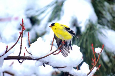 Kışın sarı kuş açık havada kar ağaçları.