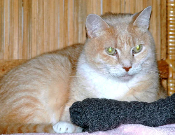 Cat Relaxing Home Indoors — Φωτογραφία Αρχείου