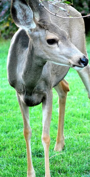 Portrait Cerf Debout Dans Herbe Extérieur — Photo