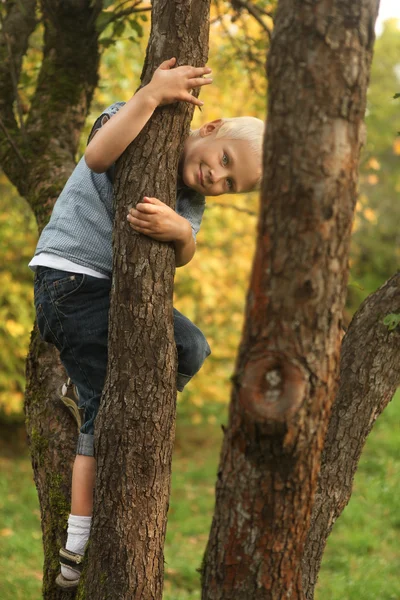 Smiling blond six-year boy in a tree in an autumn park. — Stock Photo, Image