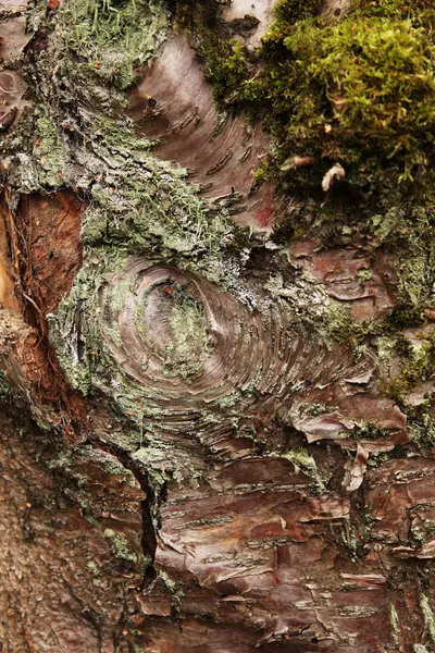 Textura de madeira com musgo — Fotografia de Stock