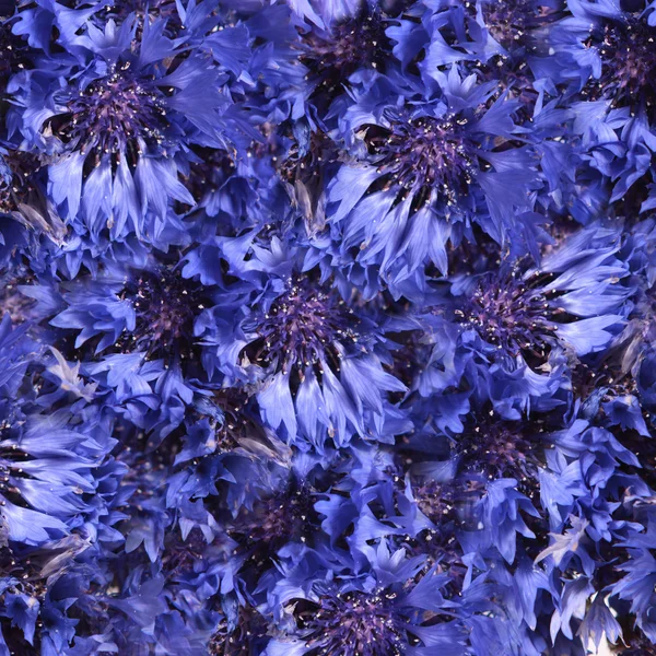 Cornflowers como pano de fundo — Fotografia de Stock