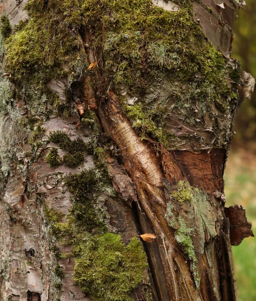 Текстура дерева з мохом — стокове фото