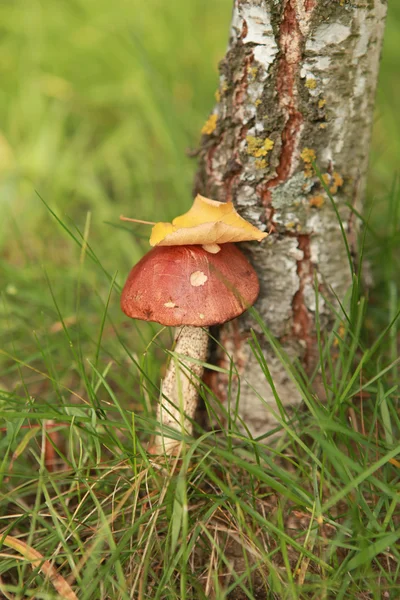 Orange-cap boletus under the birch — Stock Photo, Image