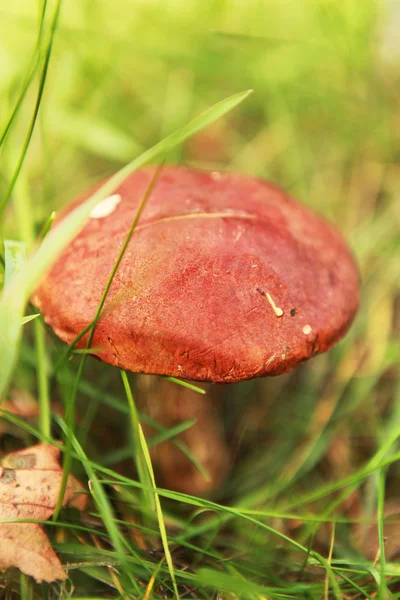 Orange-cap boletus — Stock Photo, Image