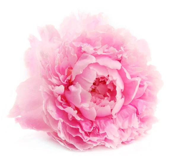 Peonia in oltre bianco — Foto Stock