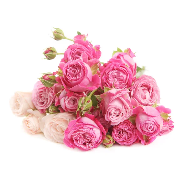 Heap of roses isolated on white — Stock Photo, Image