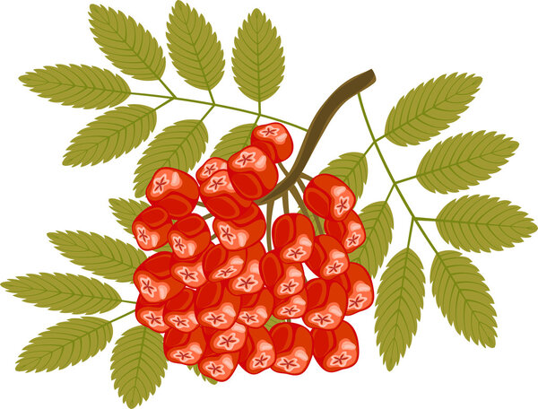 rowanberry