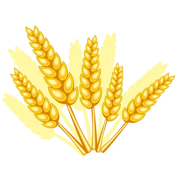 Wheat spikelets — Stock Vector