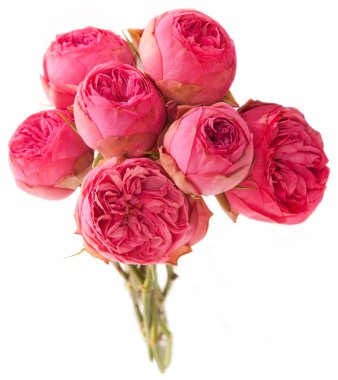 Pembe şakayık beyaz arkaplanda izole edilmiş