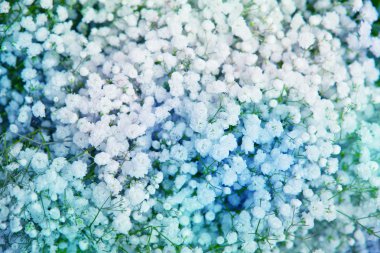 maviye boyanmış beyaz çiçeklerin arkaplanı