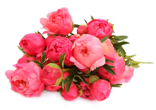 Heap of pink peony isolated on white background — Stock Photo, Image